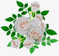 白玫瑰月季素材