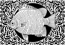 黑色鳊鱼鳊鱼黑色高清图片