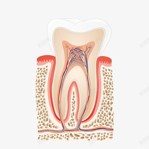 牙齿剖面图png免抠素材_新图网 https://ixintu.com 剖面图 口腔健康 牙医 牙科 牙齿 牙龈 牙龈健康刷牙防蛀牙