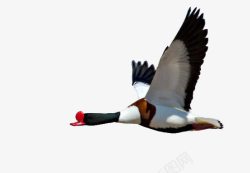 鸭飞翘鼻麻鸭摄影图高清图片
