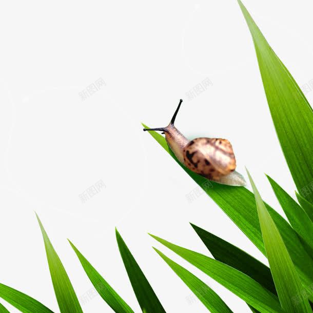 树叶上的蜗牛png免抠素材_新图网 https://ixintu.com 树叶 树叶上 树叶上的蜗牛 蜗牛