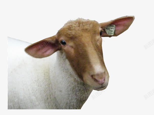 可爱山羊png免抠素材_新图网 https://ixintu.com 动物 小羊 山羊 绵羊 羊 羊头