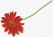 创意海报植物红色花朵png免抠素材_新图网 https://ixintu.com 创意 植物 海报 红色 花朵