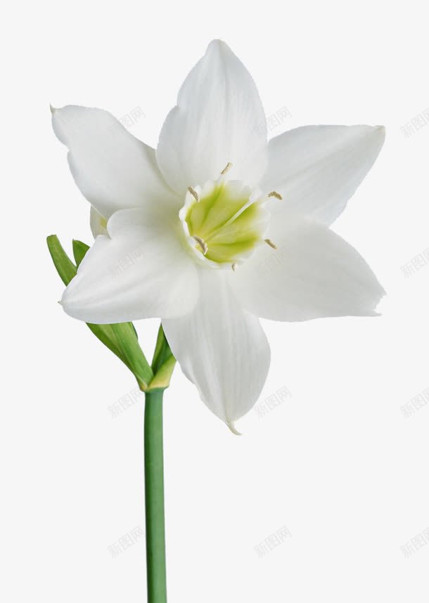 白色月季花png免抠素材_新图网 https://ixintu.com 植物 白色 花朵 香味