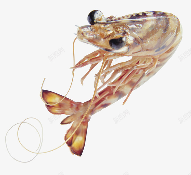 食物海虾psd免抠素材_新图网 https://ixintu.com 卡通 海虾 设计 透明