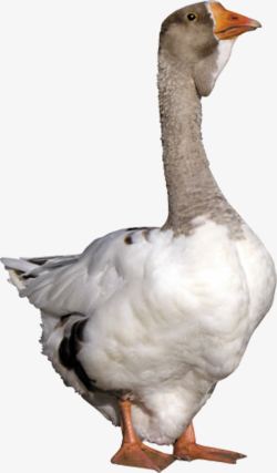 棕白双色昂首的鸭子高清图片