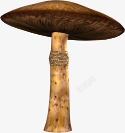 深色蘑菇素材