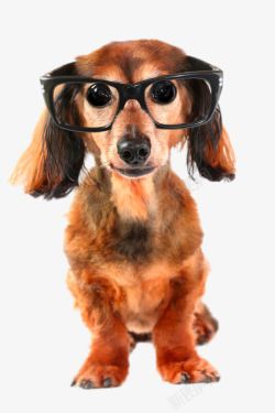戴眼镜框的狗素材