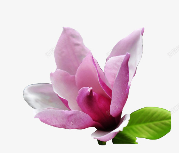 广玉兰黑白免费png免抠素材_新图网 https://ixintu.com 广玉兰 植物 粉色 素材 花卉