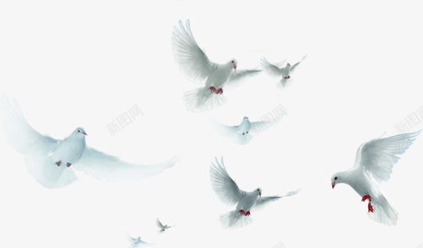 摄影一群海鸥png免抠素材_新图网 https://ixintu.com 摄影 海鸥 设计