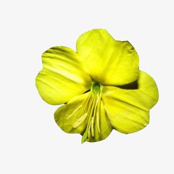 月见草的花蕊素材