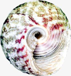 螺旋海螺彩色螺旋海螺高清图片