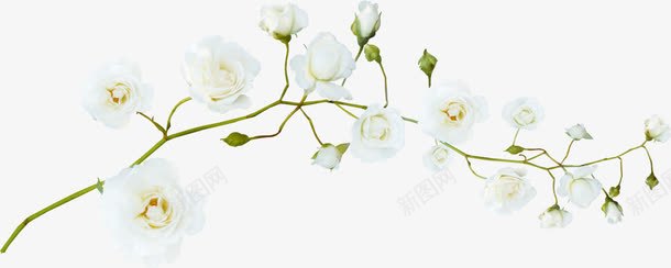 白色小花装饰png免抠素材_新图网 https://ixintu.com 小花 白色 装饰 边框