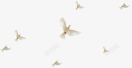 摄影白色和平鸽效果png免抠素材_新图网 https://ixintu.com 和平鸽 摄影 效果 白色