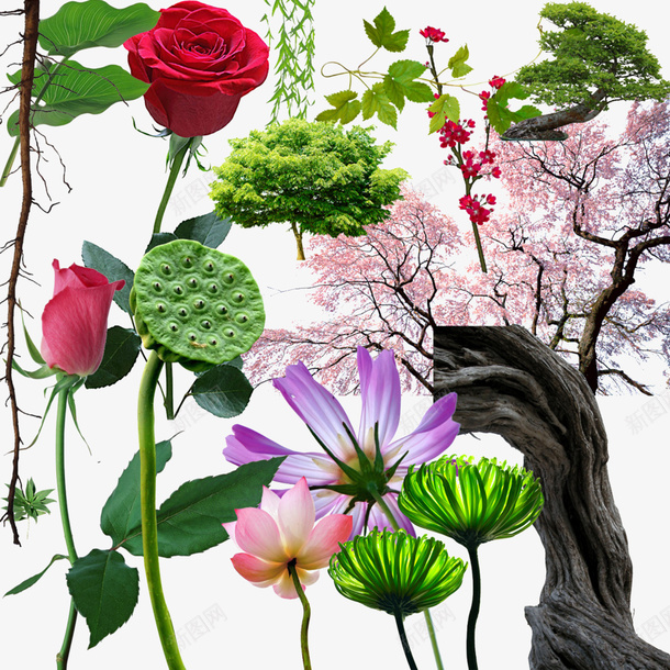 片png免抠素材_新图网 https://ixintu.com 产品实物 图片 植物 花卉 设计
