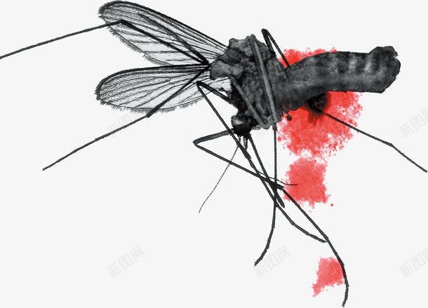 拍死的蚊子png免抠素材_新图网 https://ixintu.com 拍死 蚊子 血迹