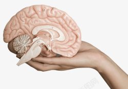 人体的道具教课人脑道具高清图片
