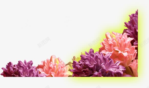 彩色唯美花朵植物png免抠素材_新图网 https://ixintu.com 彩色 植物 花朵