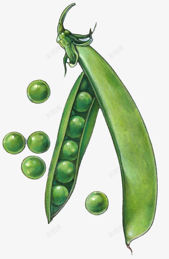 绿色豌豆png免抠素材_新图网 https://ixintu.com 绿色 豌豆 豌豆粒