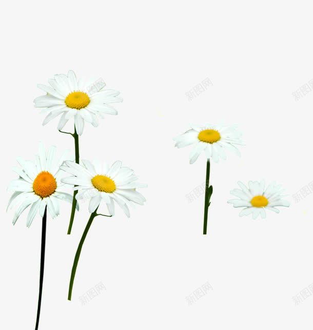 白色唯美花朵宣传png免抠素材_新图网 https://ixintu.com 宣传 白色 花朵