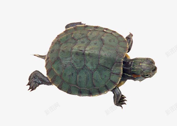 爬行乌龟png免抠素材_新图网 https://ixintu.com 乌龟 巴西龟 爬行动物