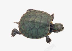 巴西龟爬行乌龟高清图片