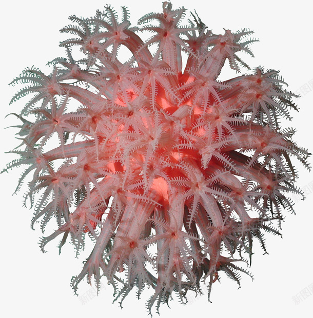卡通手绘美丽的珊瑚png免抠素材_新图网 https://ixintu.com 创意 动漫动画 卡通 手绘 植物 红色 美丽的珊瑚