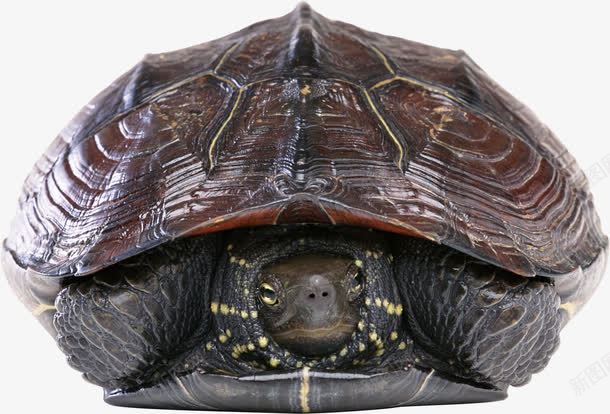 缩着脑袋的海龟png免抠素材_新图网 https://ixintu.com 年迈风格 海洋生物 海龟 缩着脑袋的 褐色