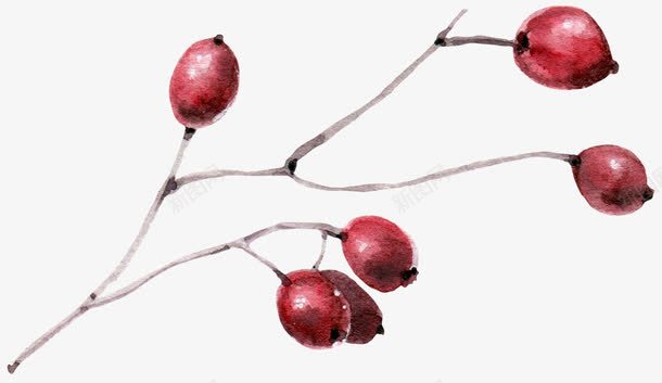 枝干上的果子png免抠素材_新图网 https://ixintu.com 好吃的 彩绘 手绘 果子 枝干 桔梗 水彩 美味的