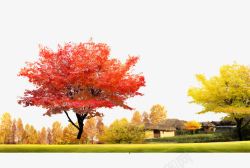 美国红枫树枫树风景高清图片