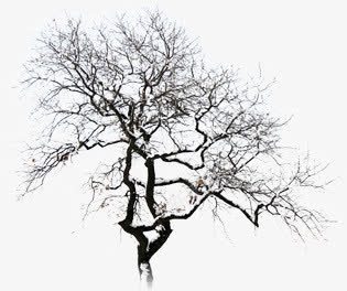摄影在室外的树木png免抠素材_新图网 https://ixintu.com 室外 摄影 树木