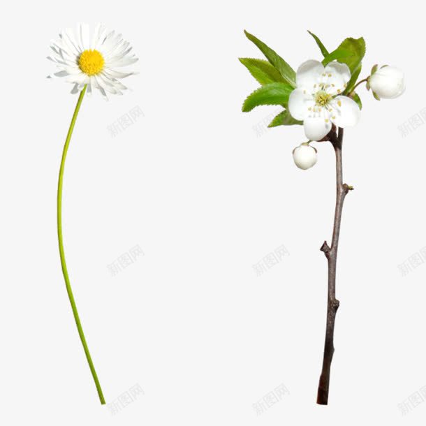 白色花朵png免抠素材_新图网 https://ixintu.com 卡通 手绘 桔梗 白色 简图 绿色 花朵 黄色
