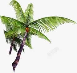 椰子树效果素材