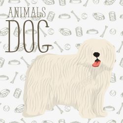 爱尔兰梗犬装饰白色西藏梗犬高清图片