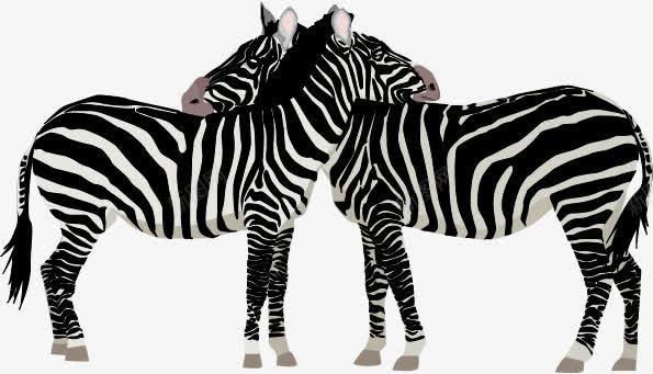 两只相爱的斑马png免抠素材_新图网 https://ixintu.com 动物 斑马 斑马群 相爱 矢量素材 野生动物