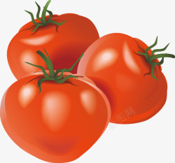 西红柿装饰手绘矢量图素材