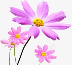 粉色清新春天花朵素材