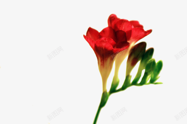 小苍兰花朵png免抠素材_新图网 https://ixintu.com 小苍兰 红色 花瓣 茂盛