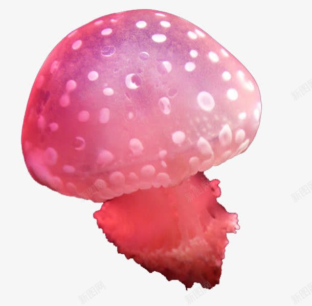 粉色水母png免抠素材_新图网 https://ixintu.com 可爱 水母 海洋生物 粉色 红色水母