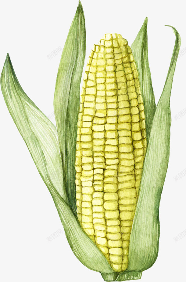 拨开的玉米png免抠素材_新图网 https://ixintu.com 手绘玉米 玉米 粮食 绿叶 食物 黄色玉米