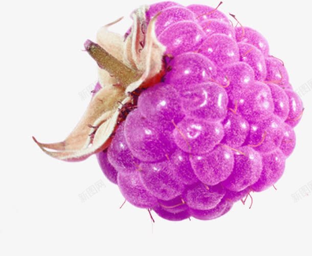 美味桑葚水果png免抠素材_新图网 https://ixintu.com 多汁桑葚 新鲜 桑葚 水果 紫色