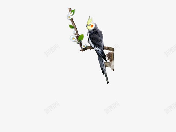 站在枝头上的鹦鹉动物鸟png免抠素材_新图网 https://ixintu.com 站在枝头上的鹦鹉动物鸟
