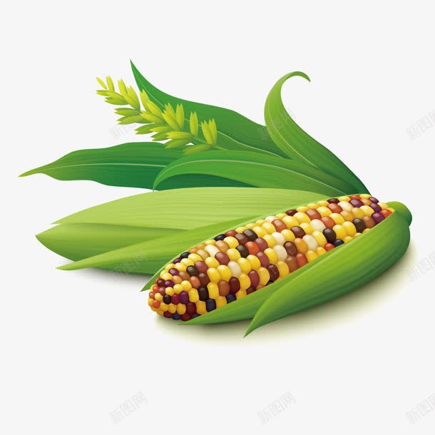 玉米食物png免抠素材_新图网 https://ixintu.com 东北玉米 农作物 粮食 绿色食物 苞米