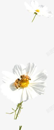 白色飘散花朵美景素材