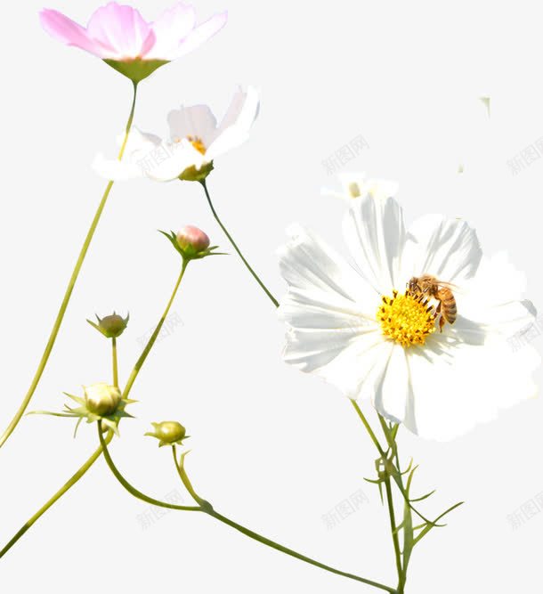 白色清新花朵美景png免抠素材_新图网 https://ixintu.com 清新 白色 美景 花朵