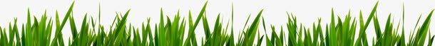 夏日海报绿色植物卡通树苗png免抠素材_新图网 https://ixintu.com 卡通 夏日 树苗 海报 绿色植物