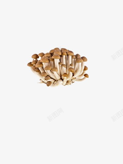 口菇产品实物png免抠素材_新图网 https://ixintu.com 产品实物 养生 菌类 蘑菇