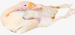 禽类动物新鲜的鸭肉吧高清图片