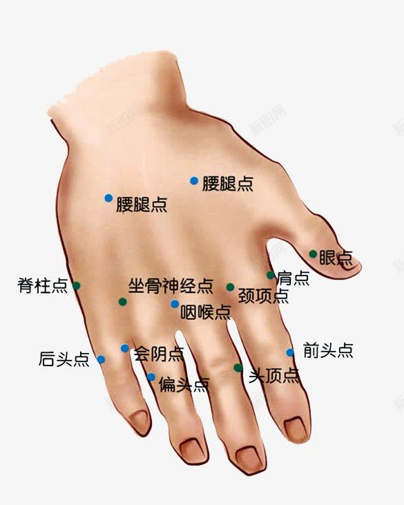 人体手部指头穴位分布png免抠素材_新图网 https://ixintu.com 中医 人体 人体穴位 分布 手部 指头 穴位
