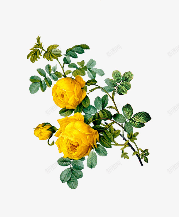 黄色的月季花png免抠素材_新图网 https://ixintu.com png图形 png装饰 月季花 植物 绿叶 花朵 装饰
